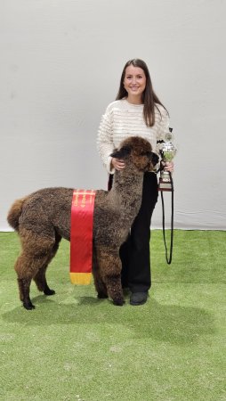 Veulen van Inca Grey Flyte